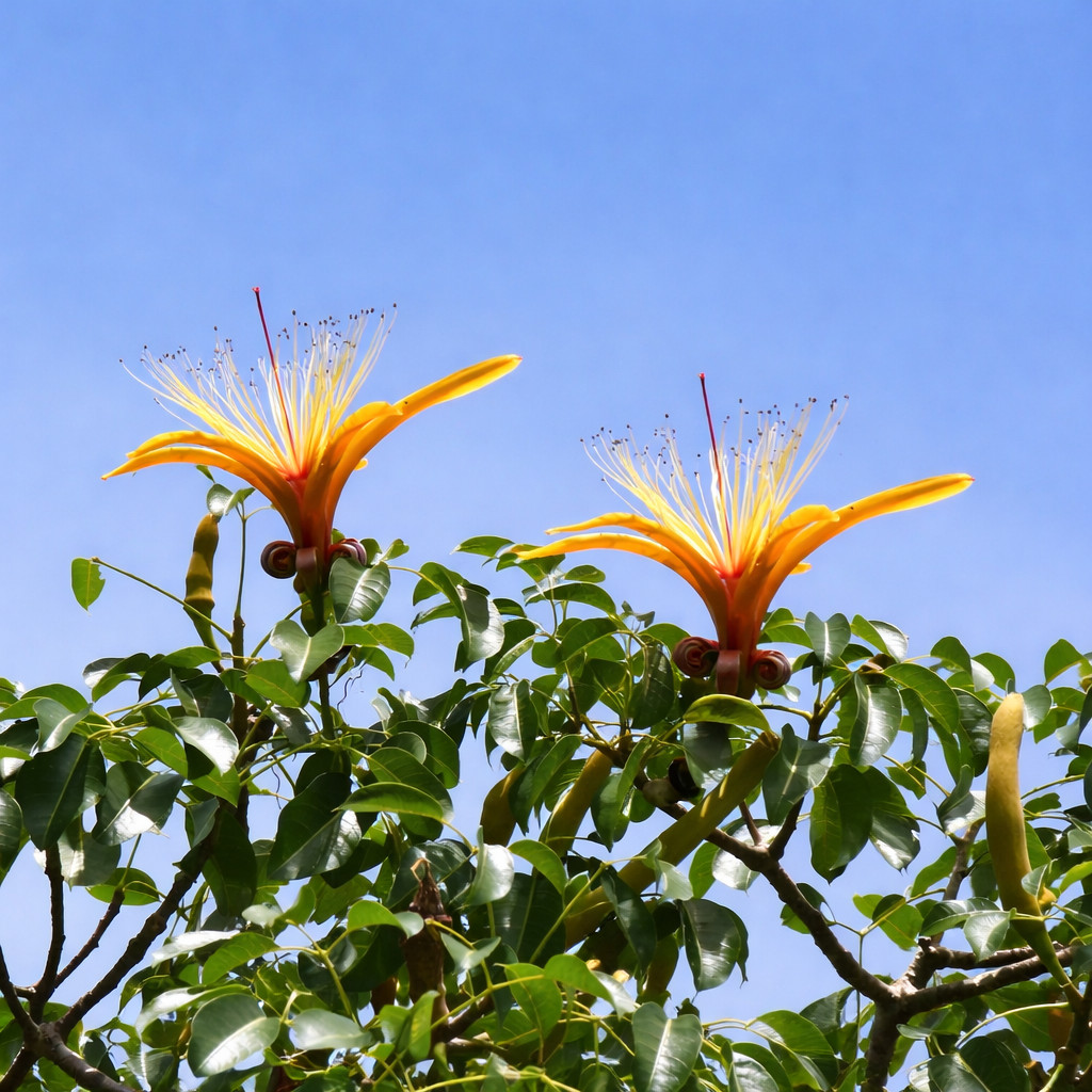 Adansonia za SEEDS – Za baobab | Madagascar baobab