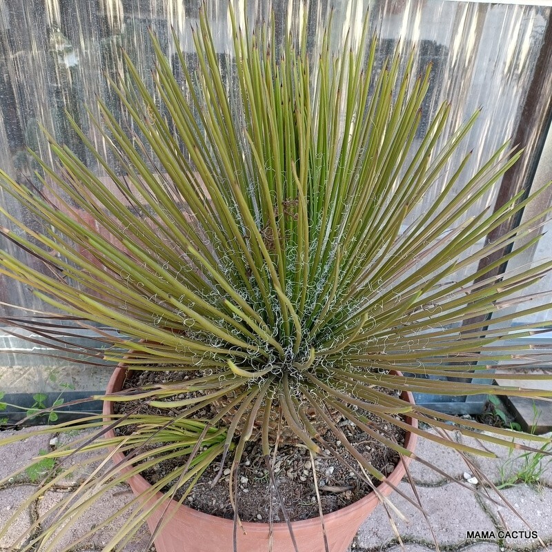 A7898 AGAVE GEMINIFLORA pot 35 cm H 43 cm W 55 cm MaMa Cactus