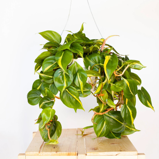 Philodendron Brasil Brazil in 4 inch Pot | Trailing Plant | Live Houseplant Vine