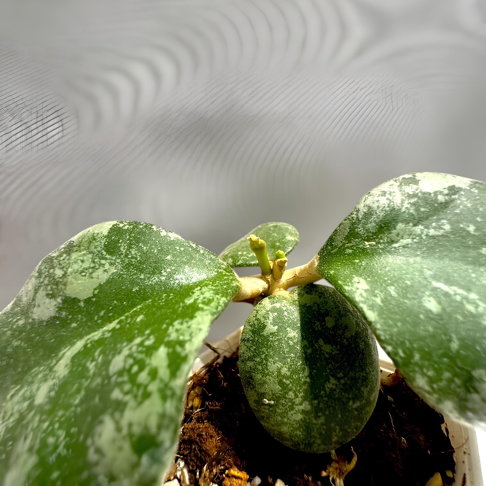 Hoya Waymaniae Splash Jungle Plant