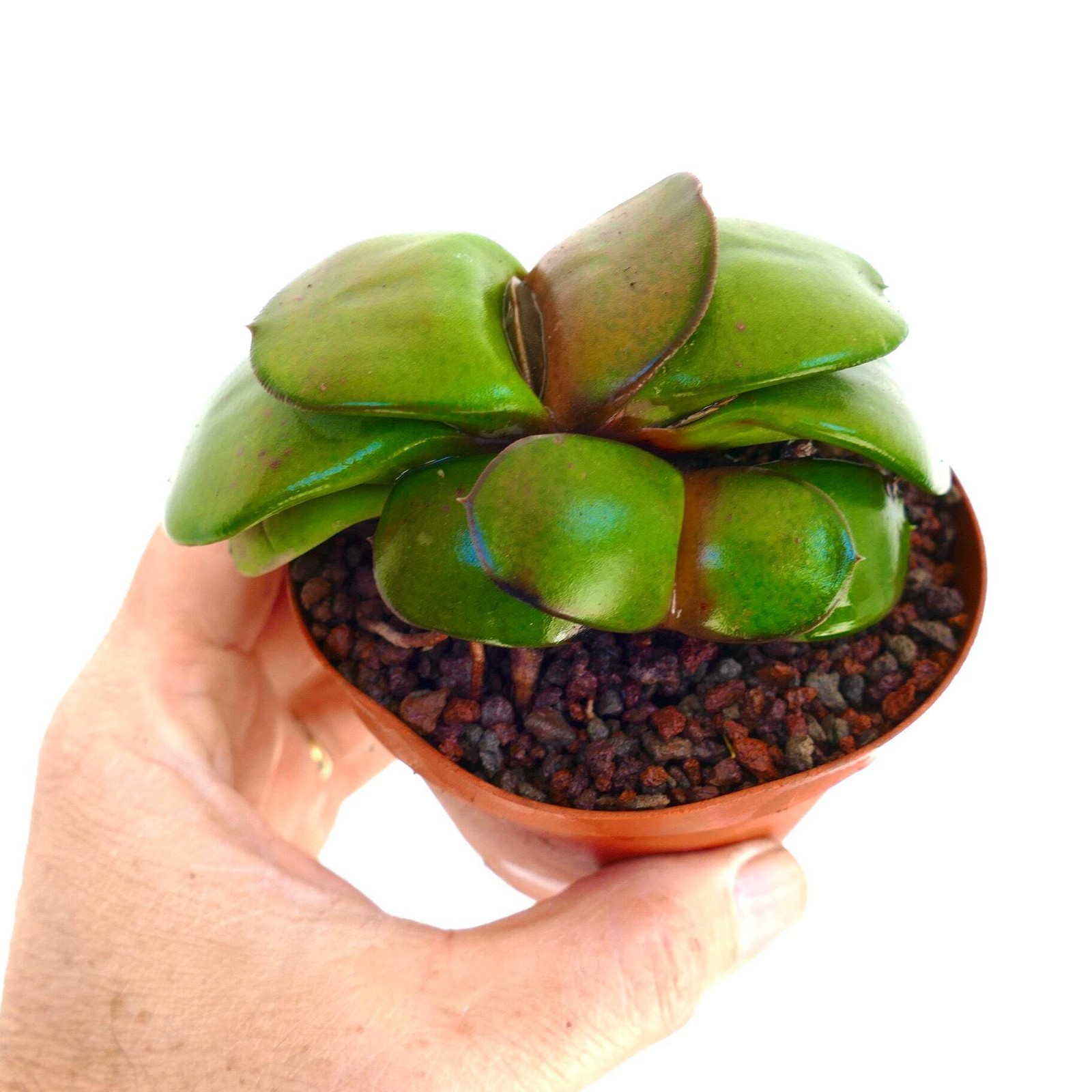 Gasteria pillansii cv 滑らか肌 TWO PLANTS – Namaqua gasteria | Pillans’ gasteria