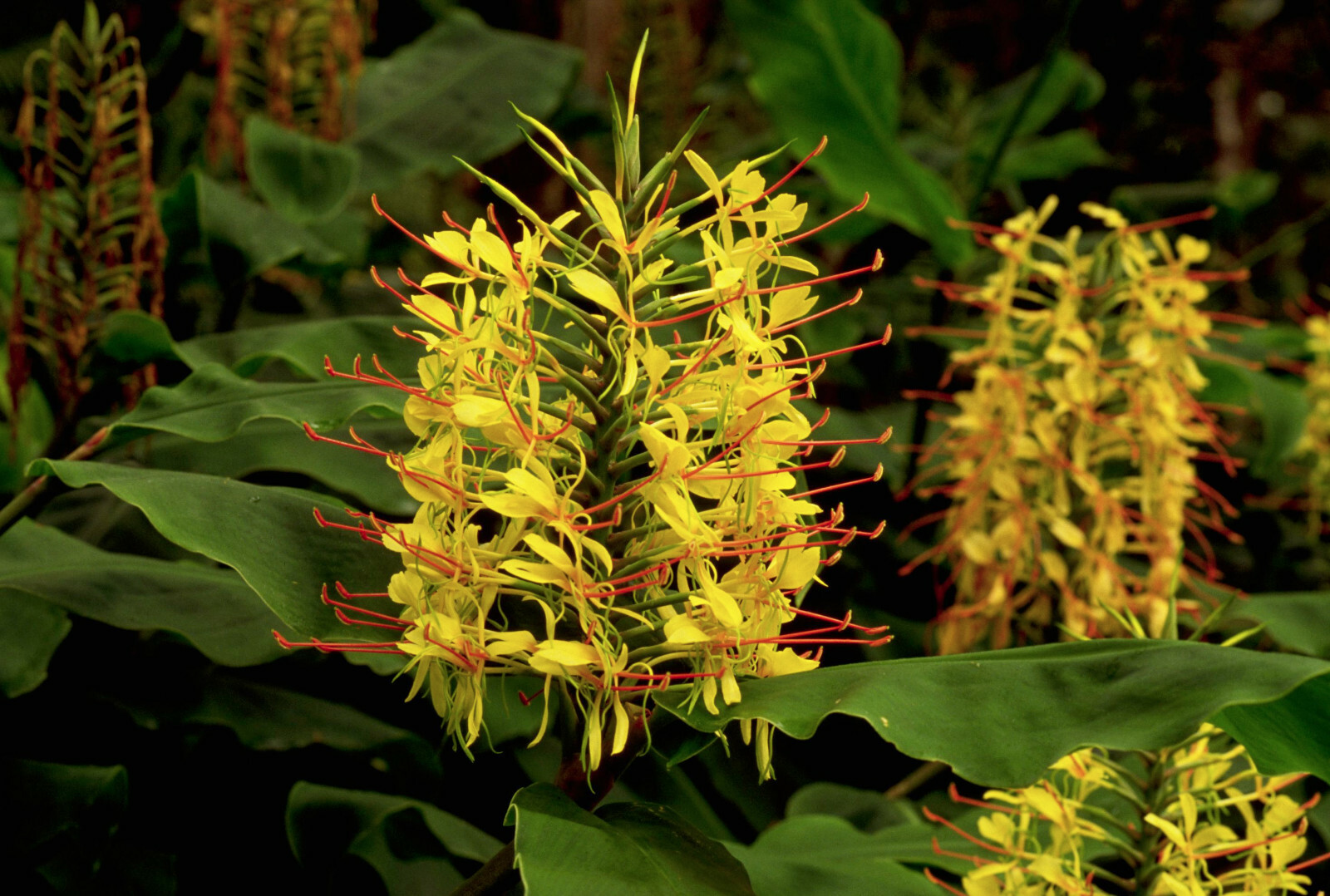2 HAWAIIAN TROPICAL KAHILI YELLOW GINGER PLANT ROOTS – Fragrant Easy to Grow