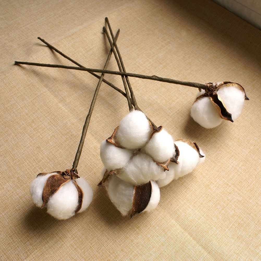 White Dried Cotton Flower Stems Natural for Wedding and Home Photography