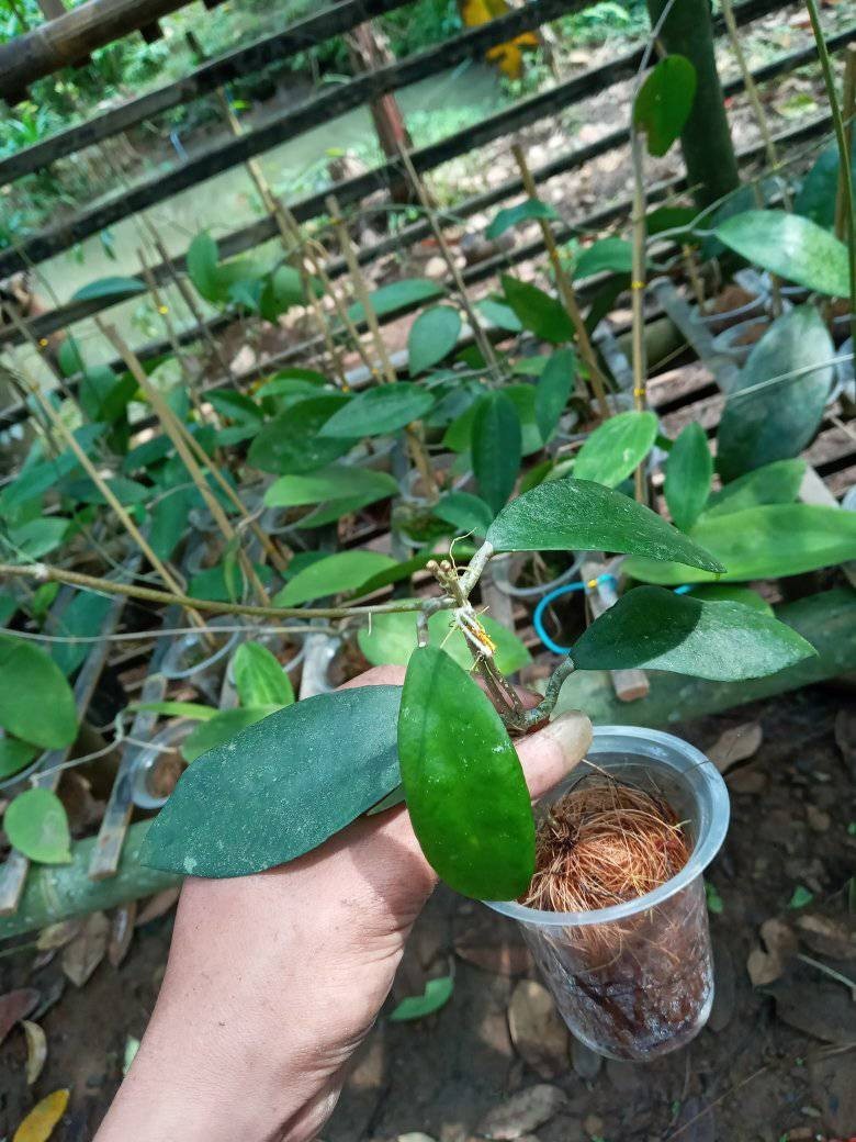 Hoya Uncinata Rare Tropical Wax Plant