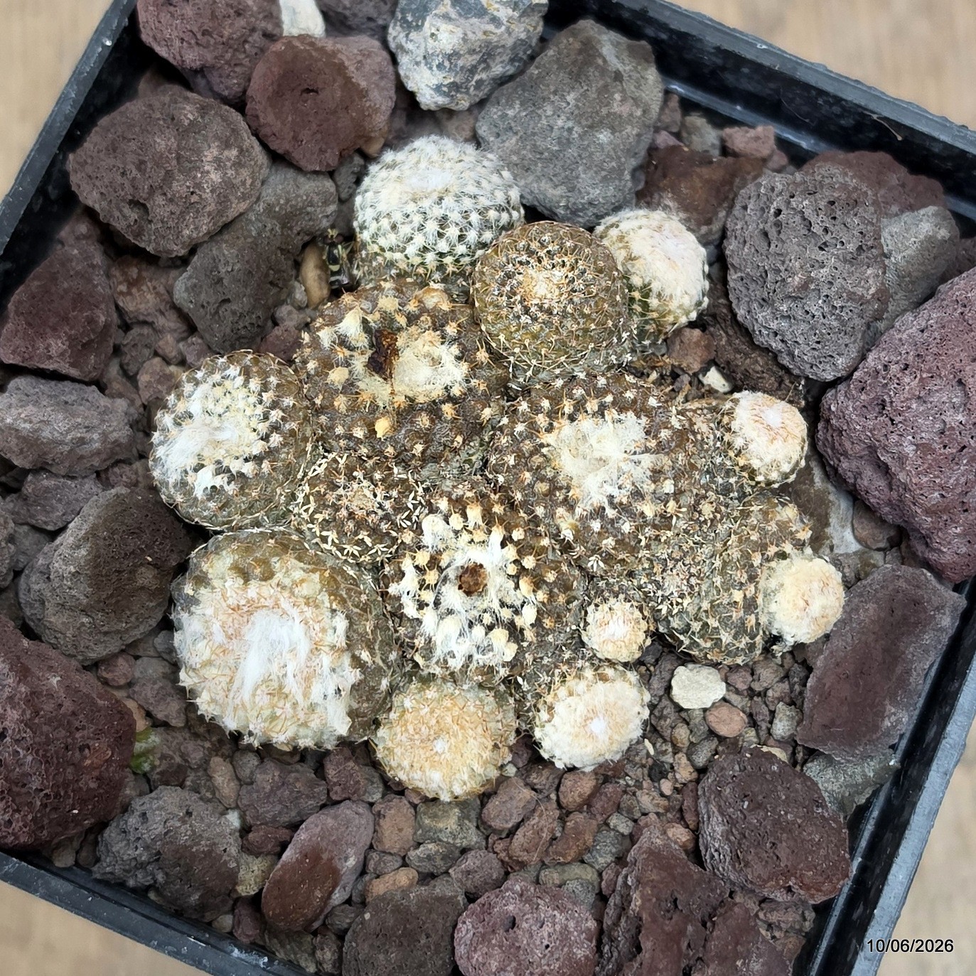 D3380 COPIAPOA LAUII pot10-H3-W7 cm MaMa Cactus