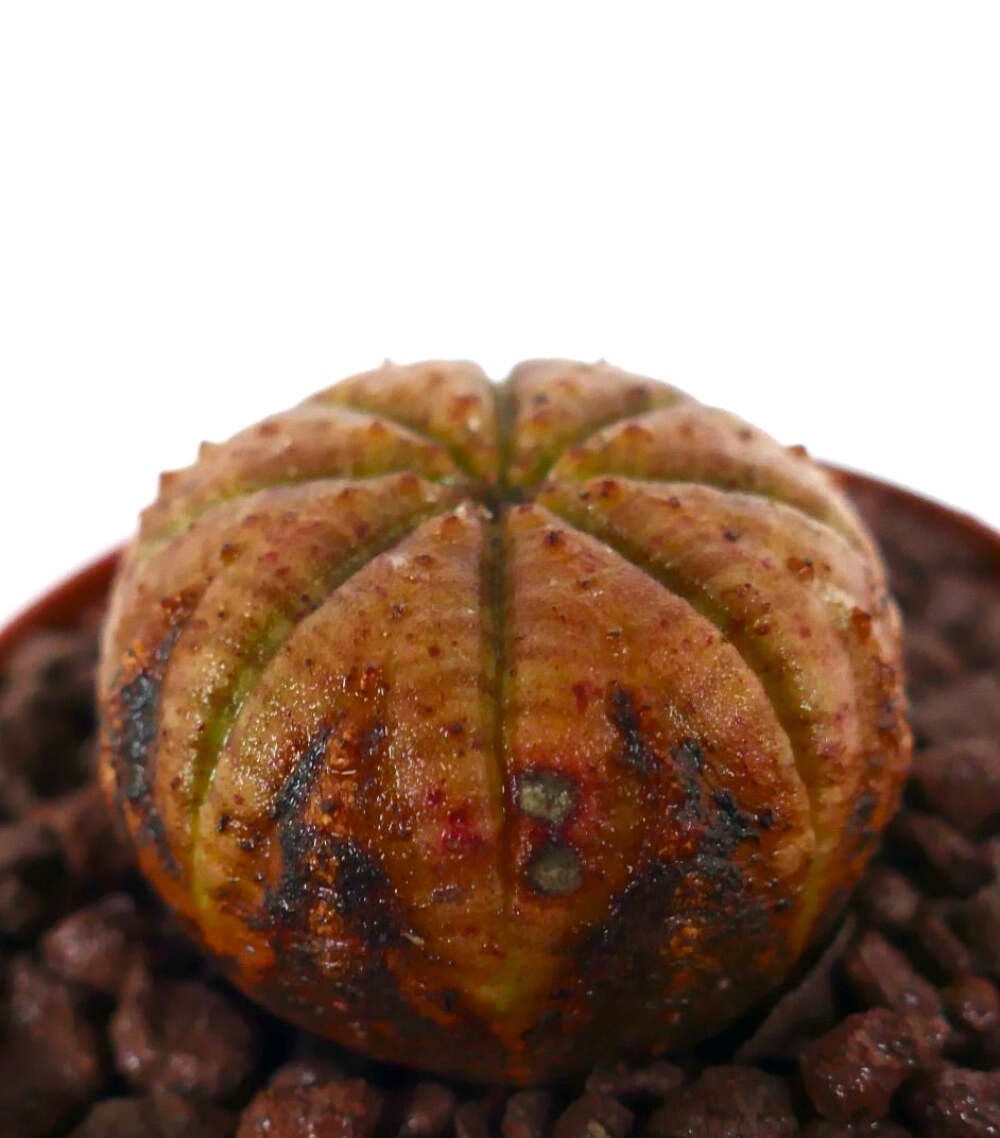 Euphorbia obesa ORANGE YELLOW WITH SOME DARK BROWN AREAS – Baseball plant | Bask