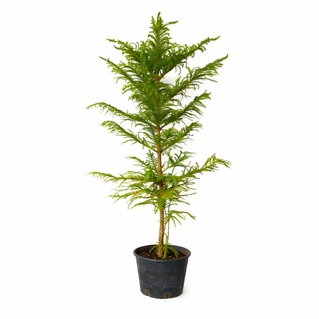 Araucaria heterophylla 85-120cm | Norfolk Island pine | Star pine – Norfolk Isla