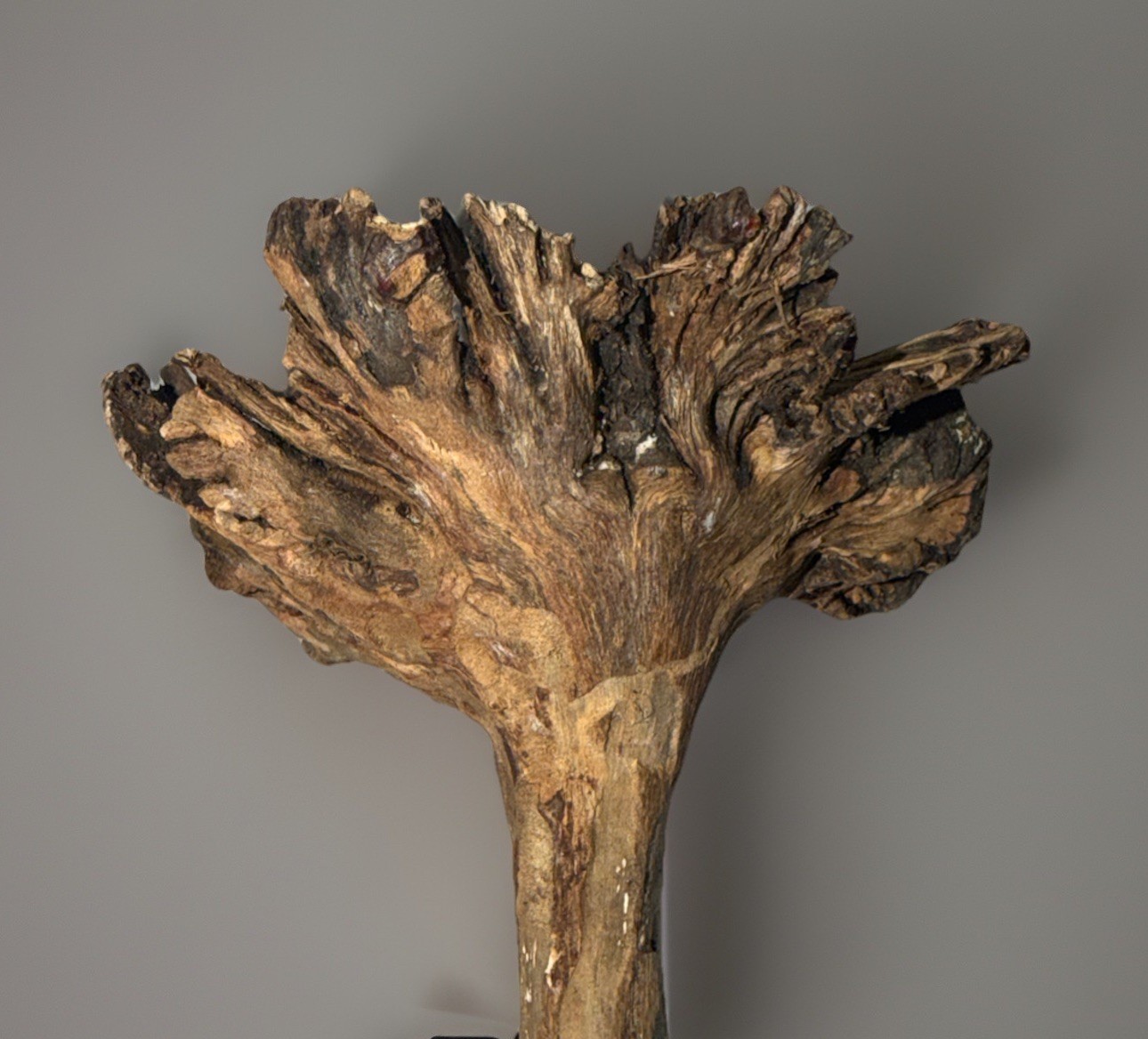 Rare Guatemala Wooden Tree Flower / Tree Ear on Iron Stand.