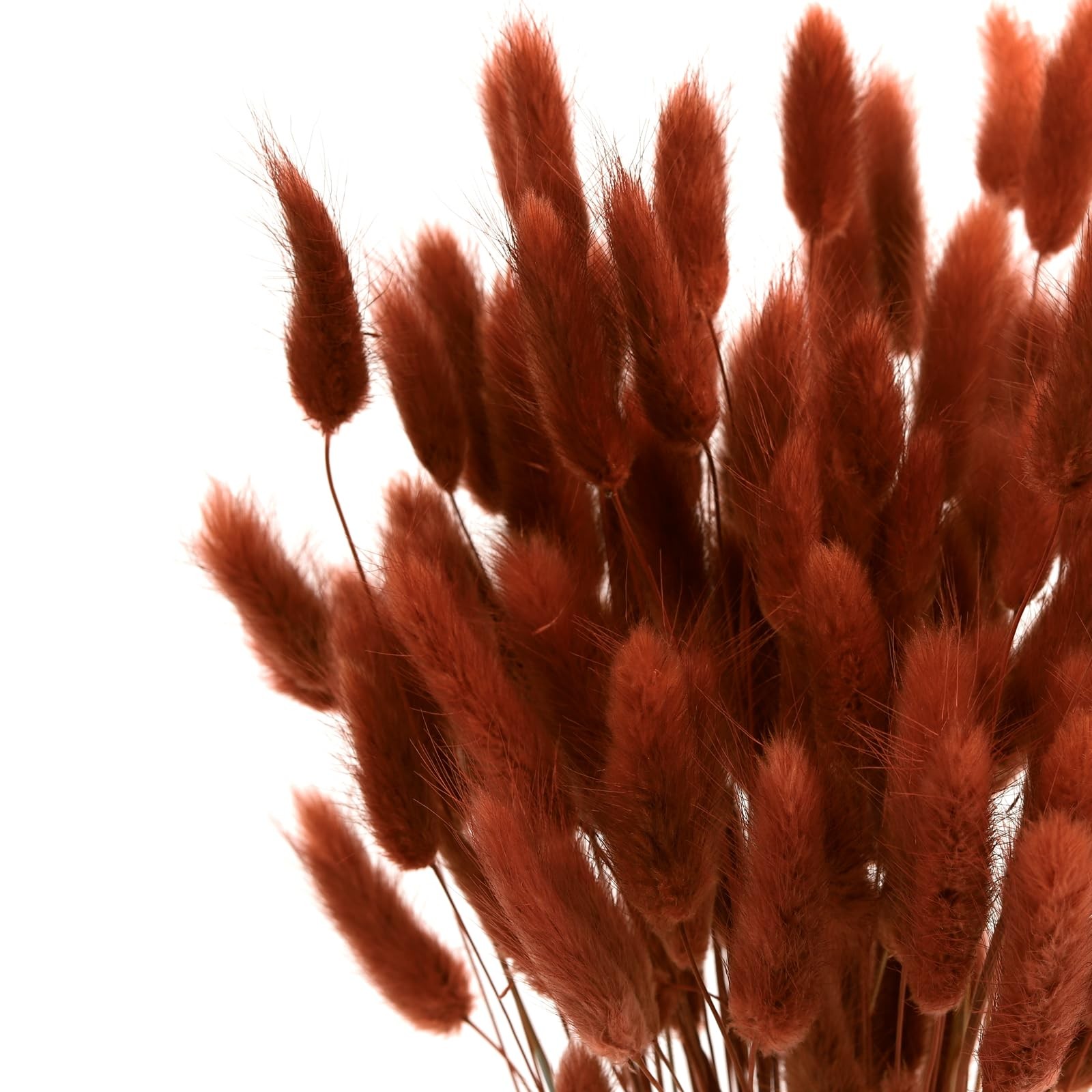 120pcs Bunny Tails Grass Burnt Orange Dried Flowers Plant Boho Pampas Grass 1…