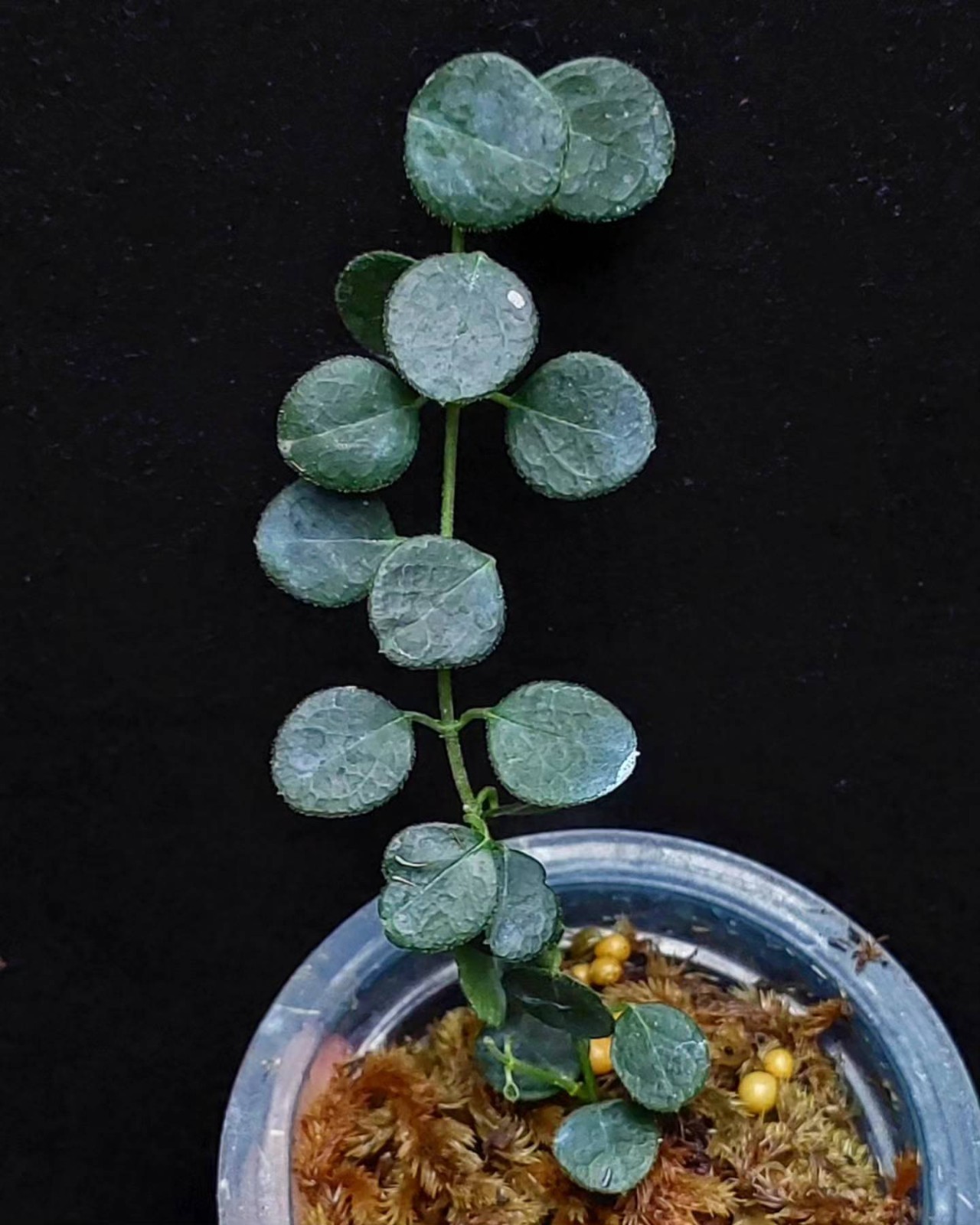 Hoya IM08 Mini Sp Papua Rare Tropical Wax Plant