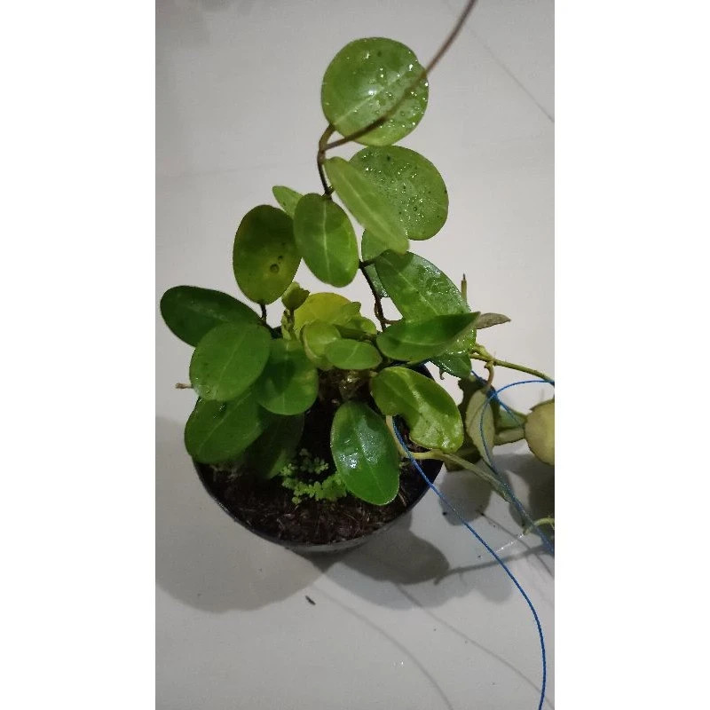 Real Picture Hoya Elliptica Rare Plant