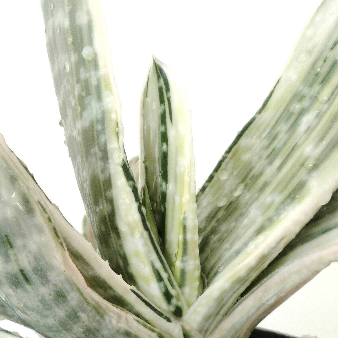 Gasteria cv 風白 Fūhaku (WHITE VARIEGATED)