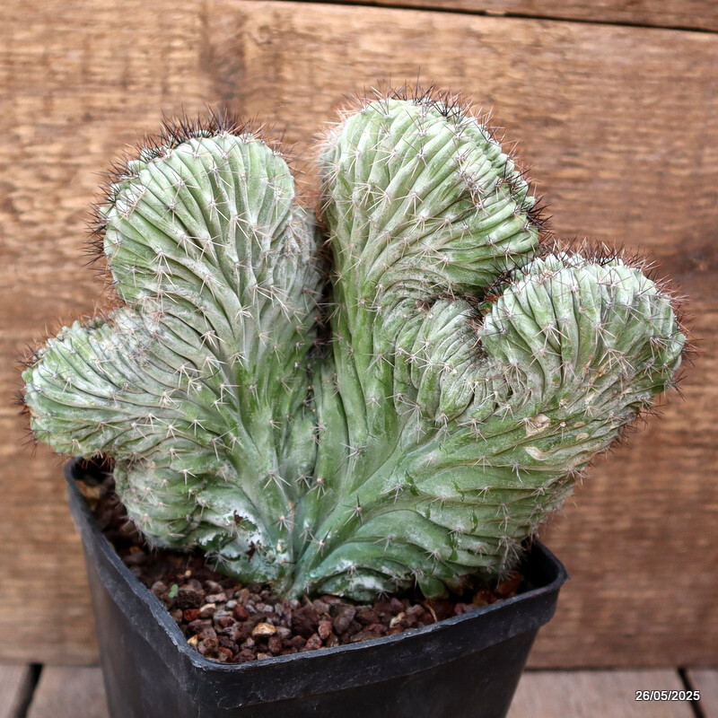 D4369 POLASKIA CHICHIPE CRESTED pot10-H14-W18 cm MaMa Cactus