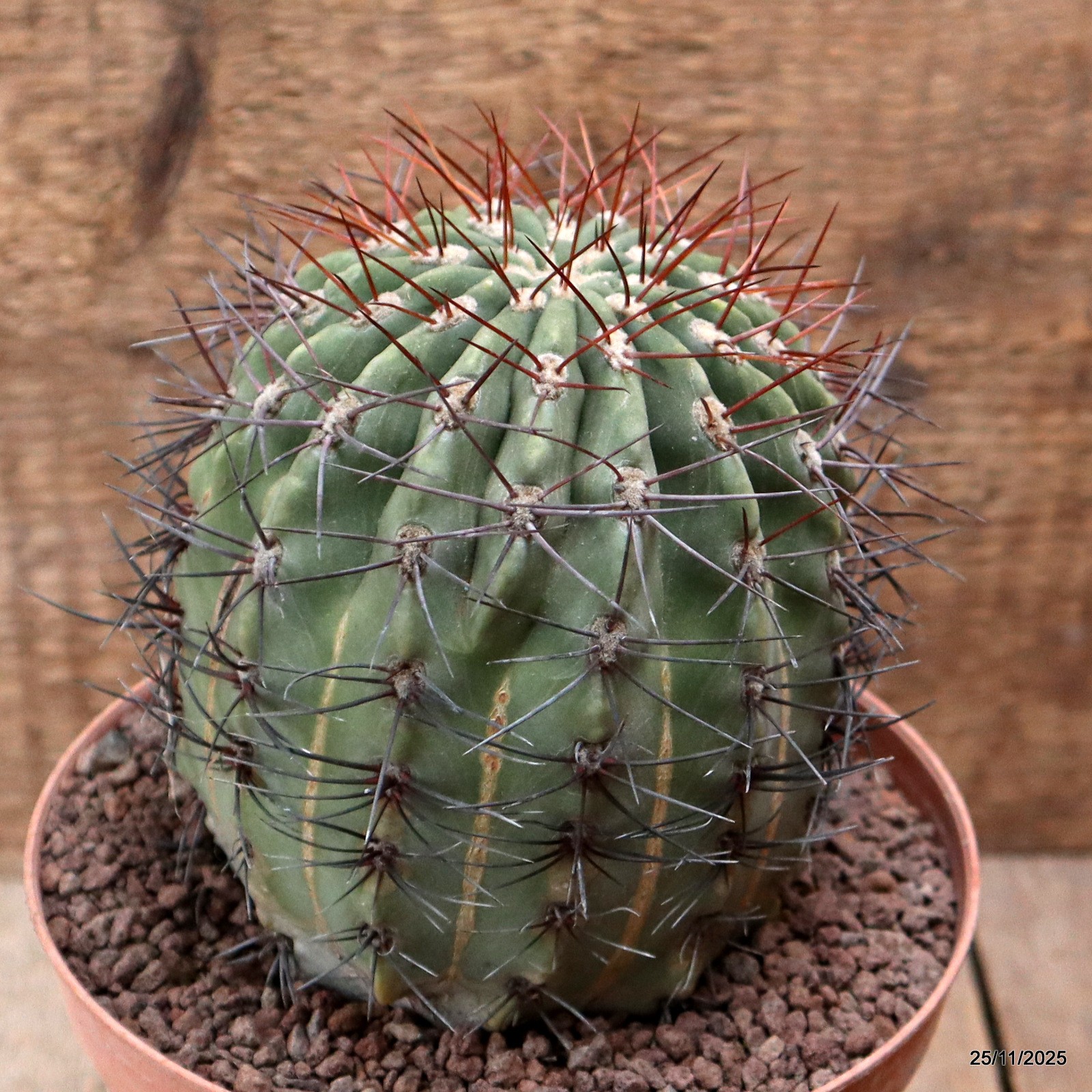 D7475 DENMOZA RODACANTHA pot16-H14-W11 cm MaMa Cactus