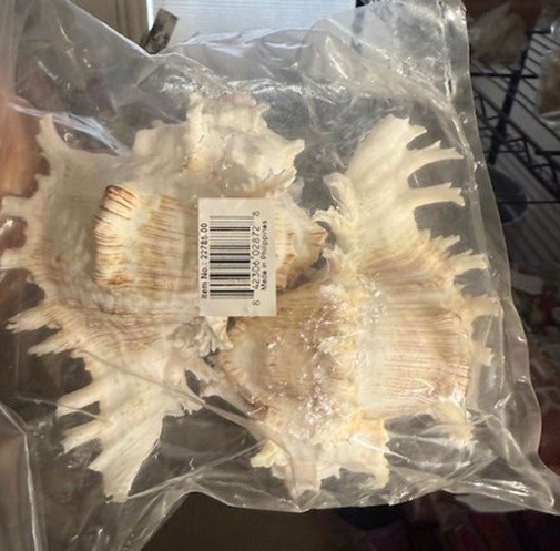 Murex Sea Shell Vase Fillers Set 2 White Coastal Decor Large 7″L Pair New🦩.