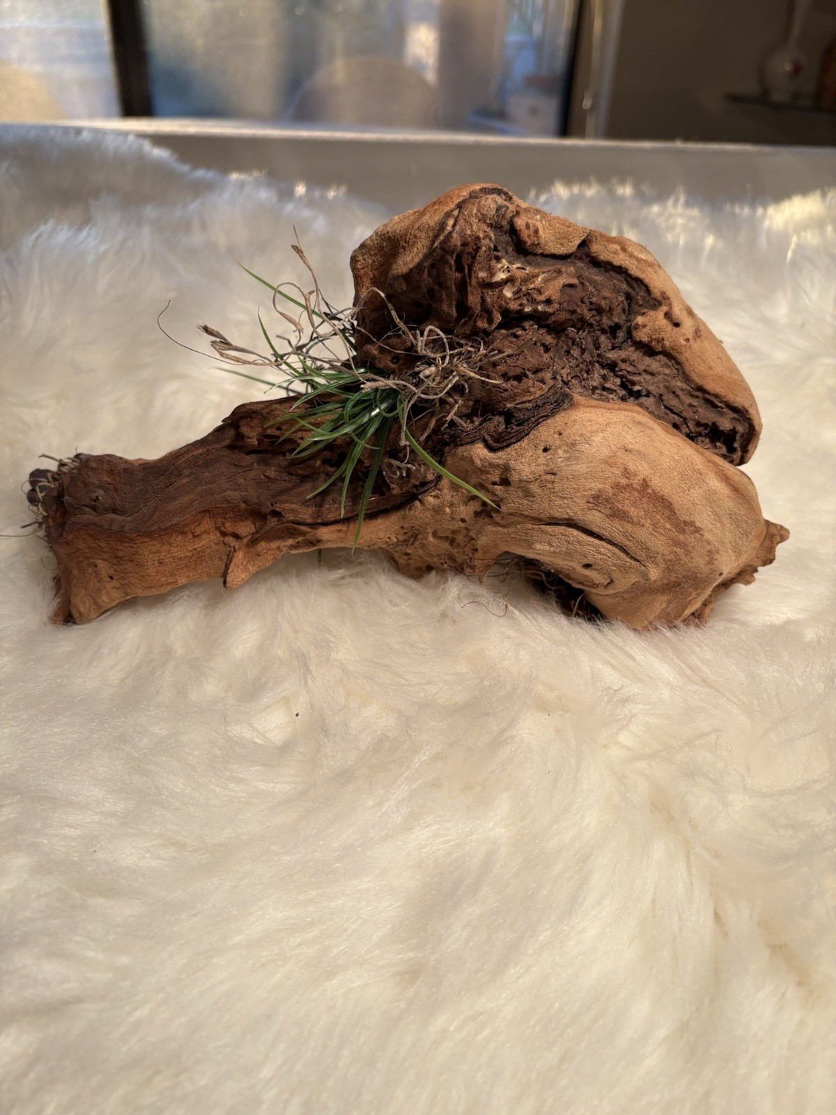 Grapewood Branch Natural Rare Piece Decorative With Colored Succulent Grass