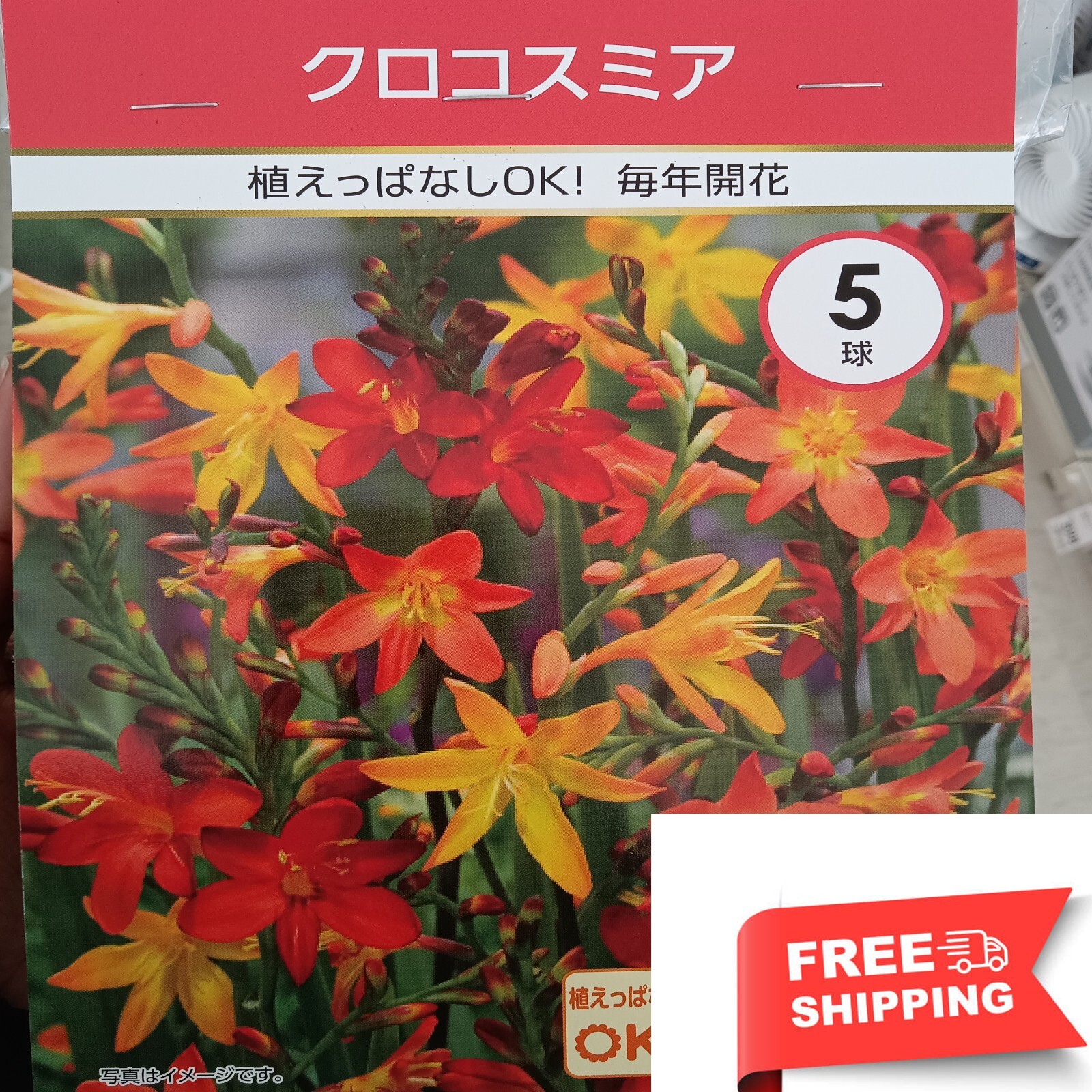 Crocosmia Lucifer Pollinator Friendly & Beautiful Crocosmia Mix 5 bulb