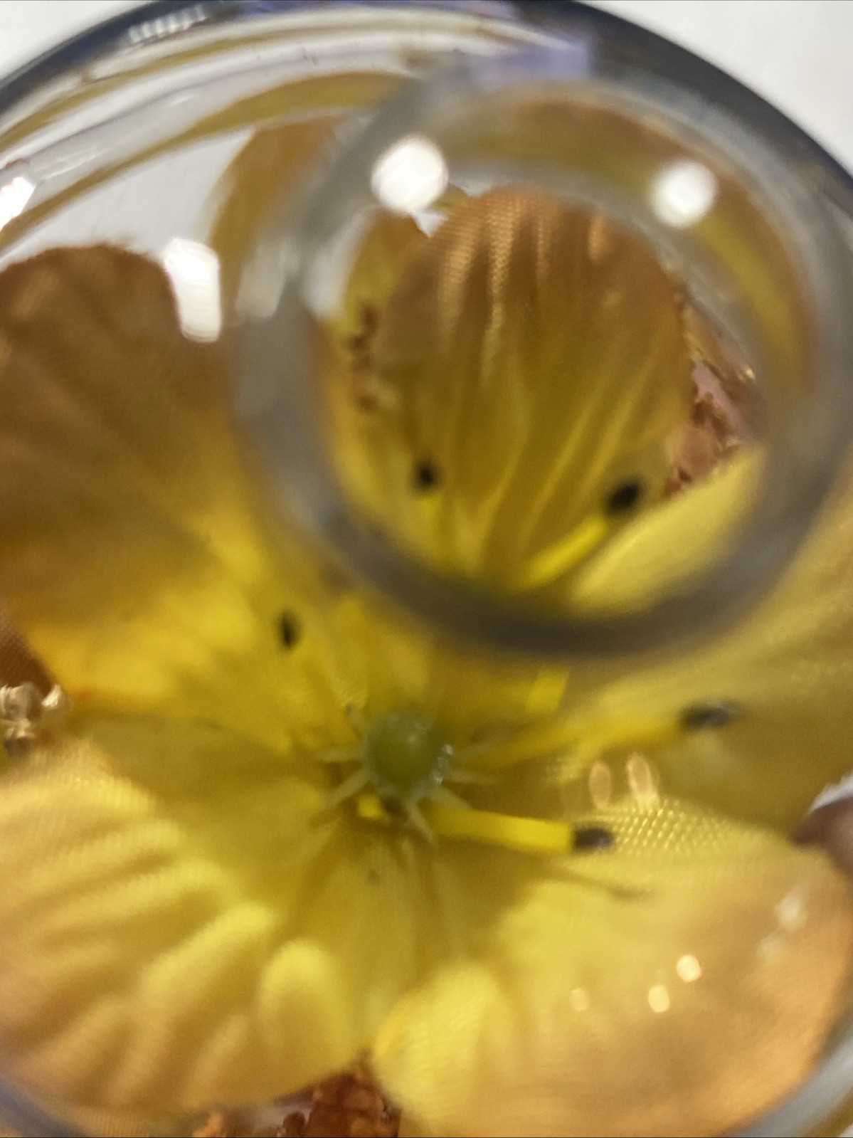Vintage Glass Dome Egg Cloche Yellow Flowers