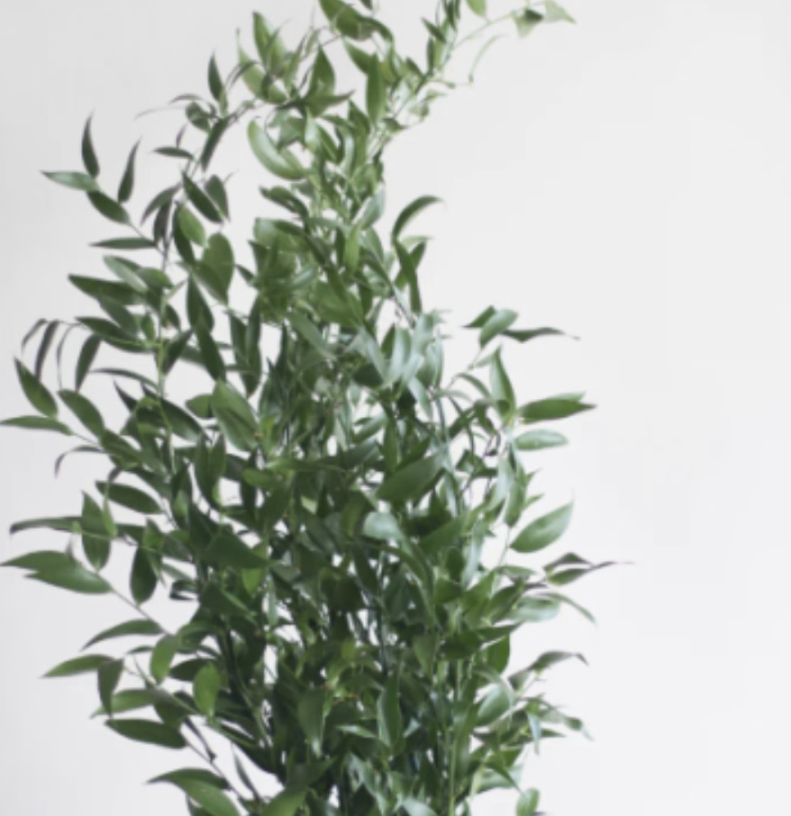 Italian Ruscus 25 bunches – Premium Quality Fresh Bulk Greenery