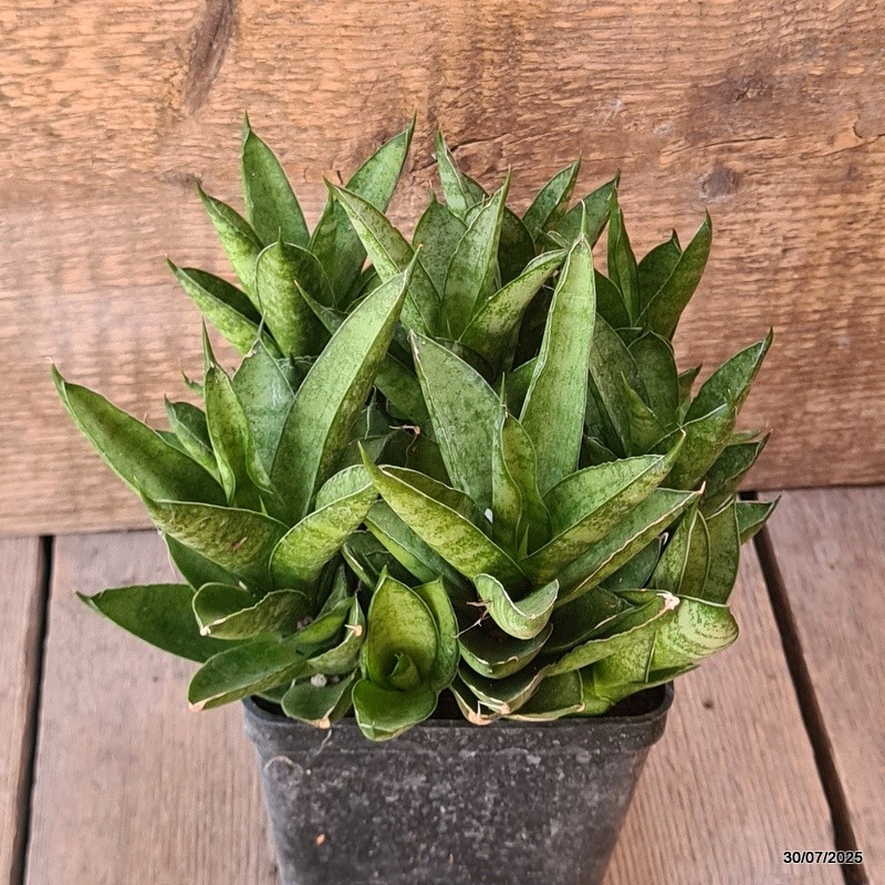 D5584 SANSEVERIA PAGODA TOWER pot10-H15-W20 cm MaMa Cactus