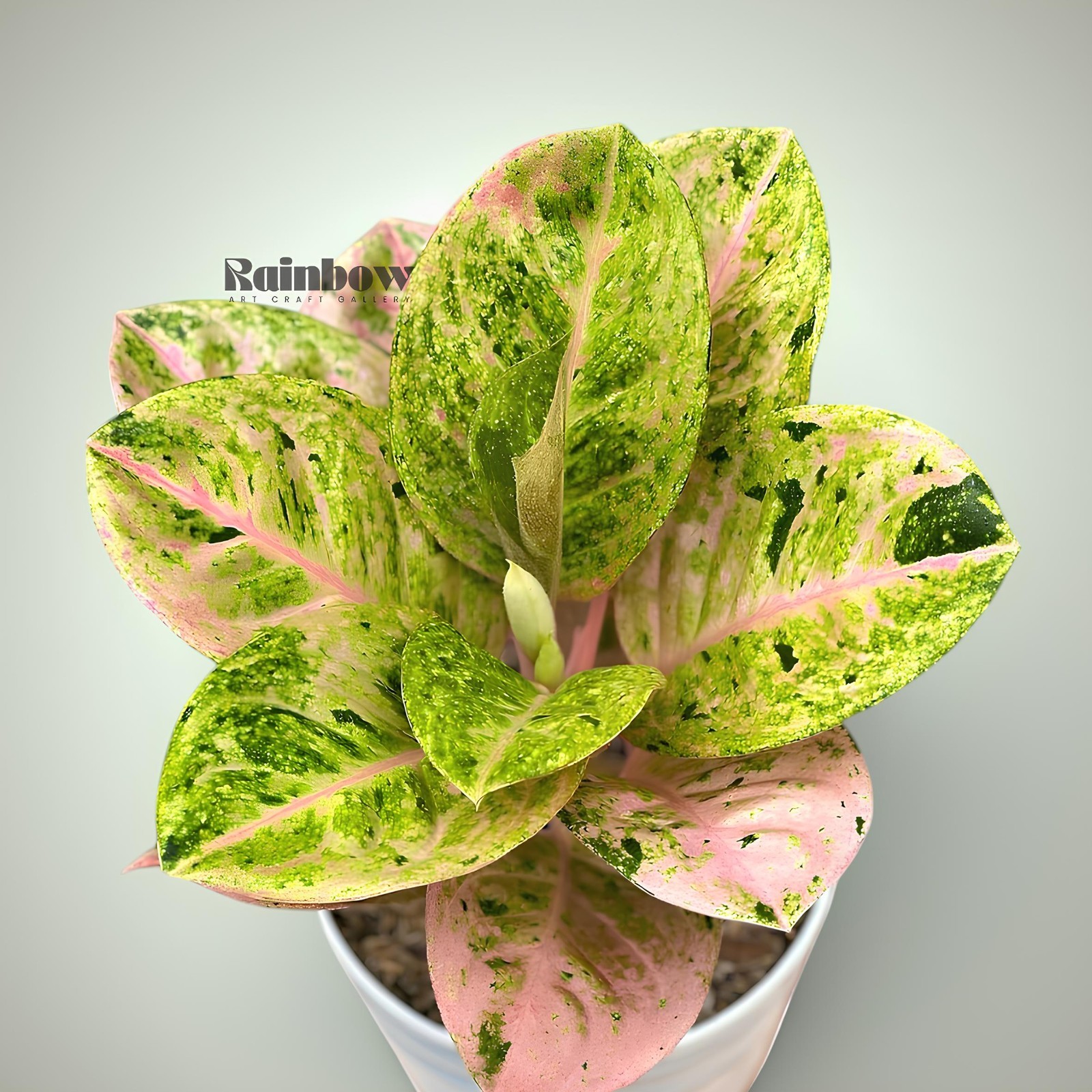 Aglaonema Emerald Beatiful Ornamental Plant