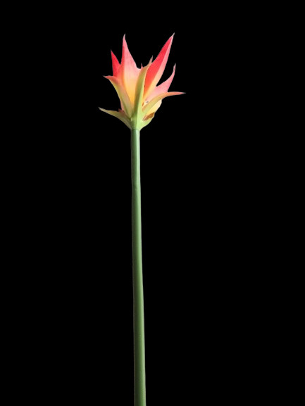 28″ Artificial Flamingo flower tropical stem. ORANGE