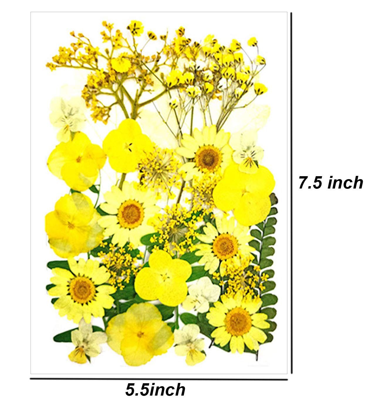 Yellow Real Nature Dried Pressed Flowers Colorful Daisies DIY Crafts Resin