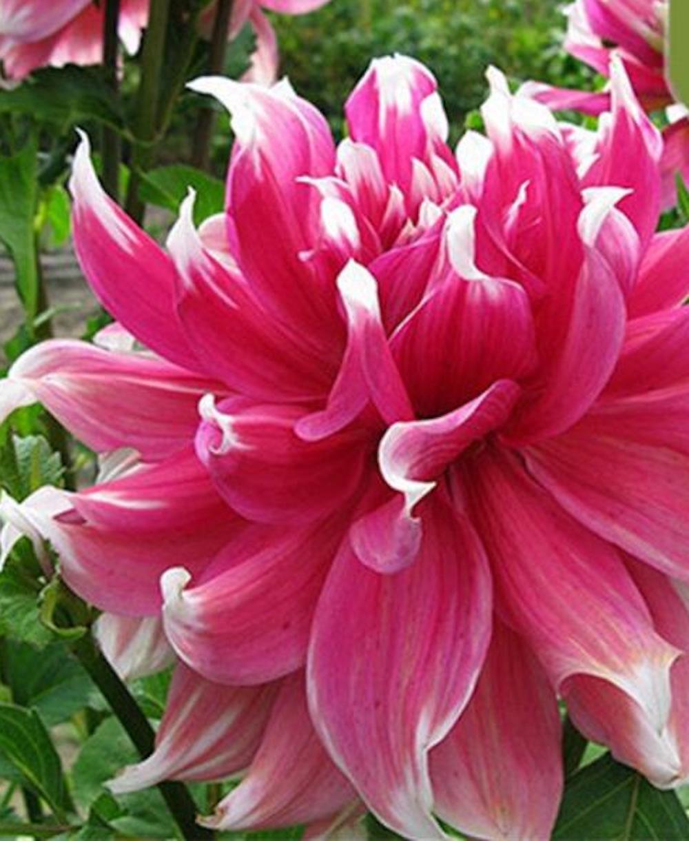 (10) DAHLIA SEEDS rare exotic flower blossom garden plant USA SELLER W/TRACK