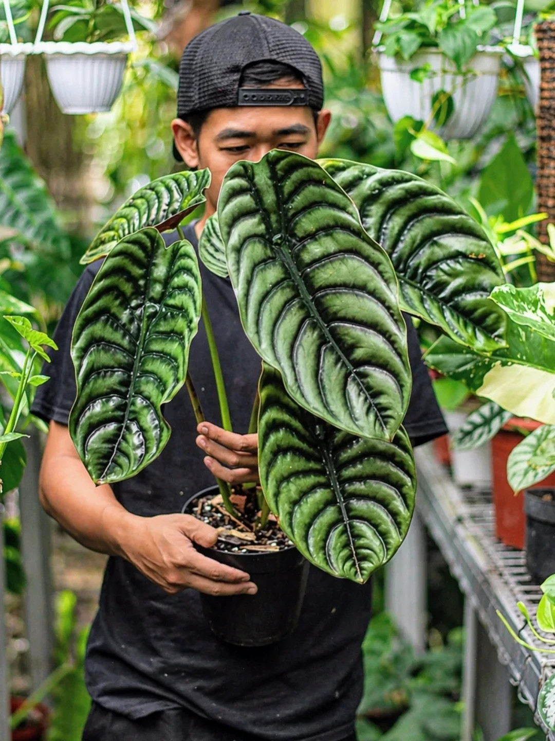 Alocasia Cuprea Very Beauty Real Picture Large Size