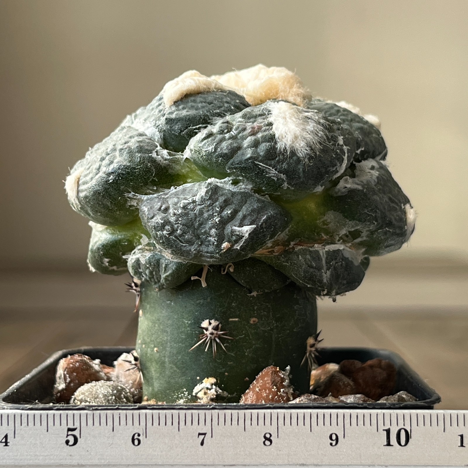 A32-4281 Cactus lloydii cv. Ball shape