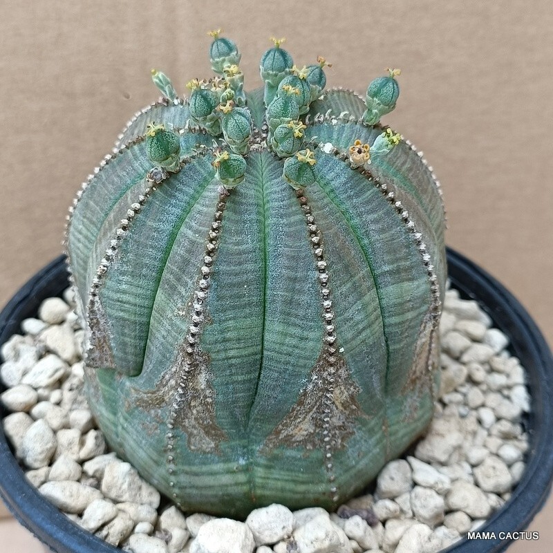 D1579 EUPHORBIA OBESA ARROW VERY OLD pot 12 cm H 9 cm W 9 cm MaMa Cactus