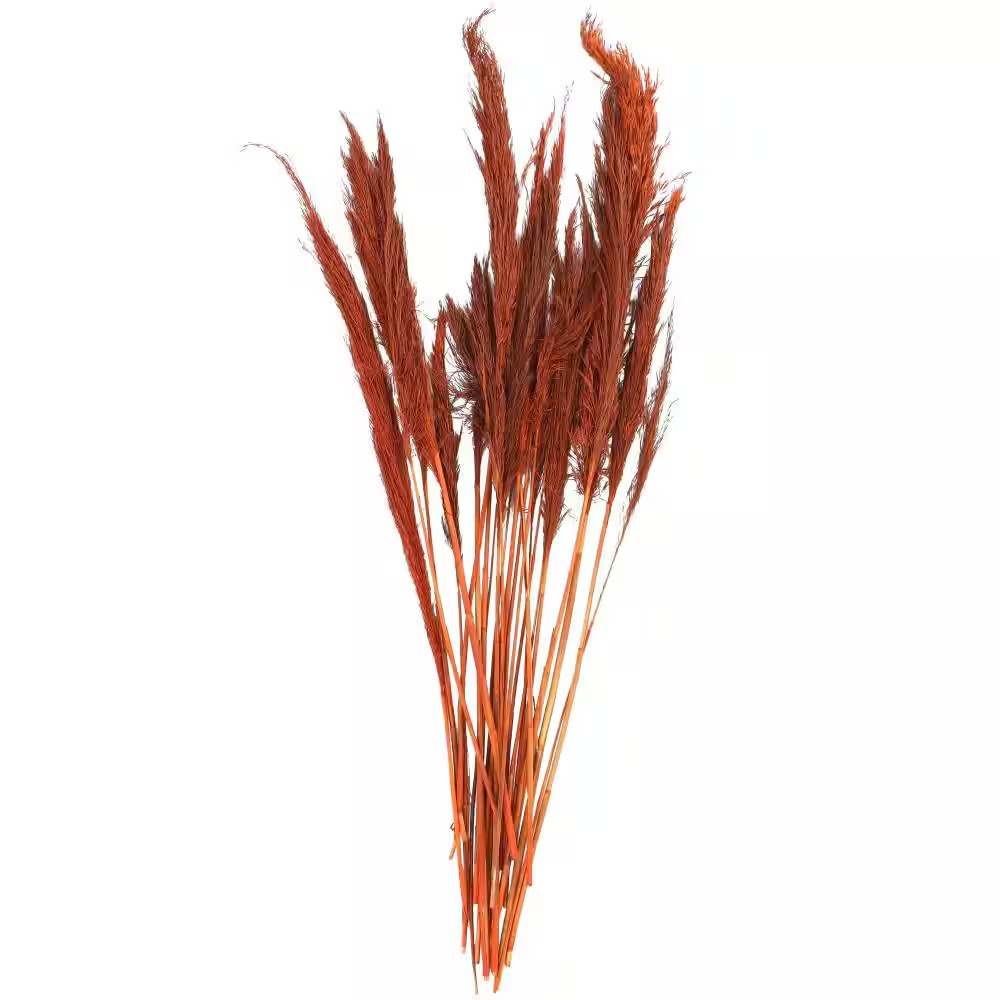 35 In. Tall Pampas Grass Natural Foliage (1 Bundle)
