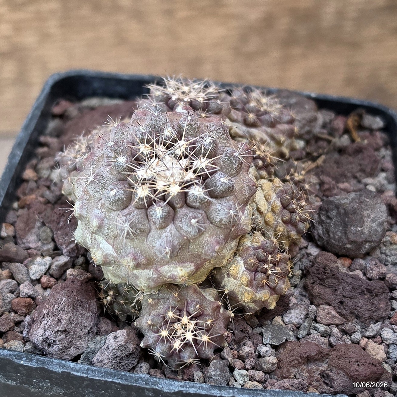 D3509 COPIAPOA CONTINUA pot10-H6-W8 cm MaMa Cactus