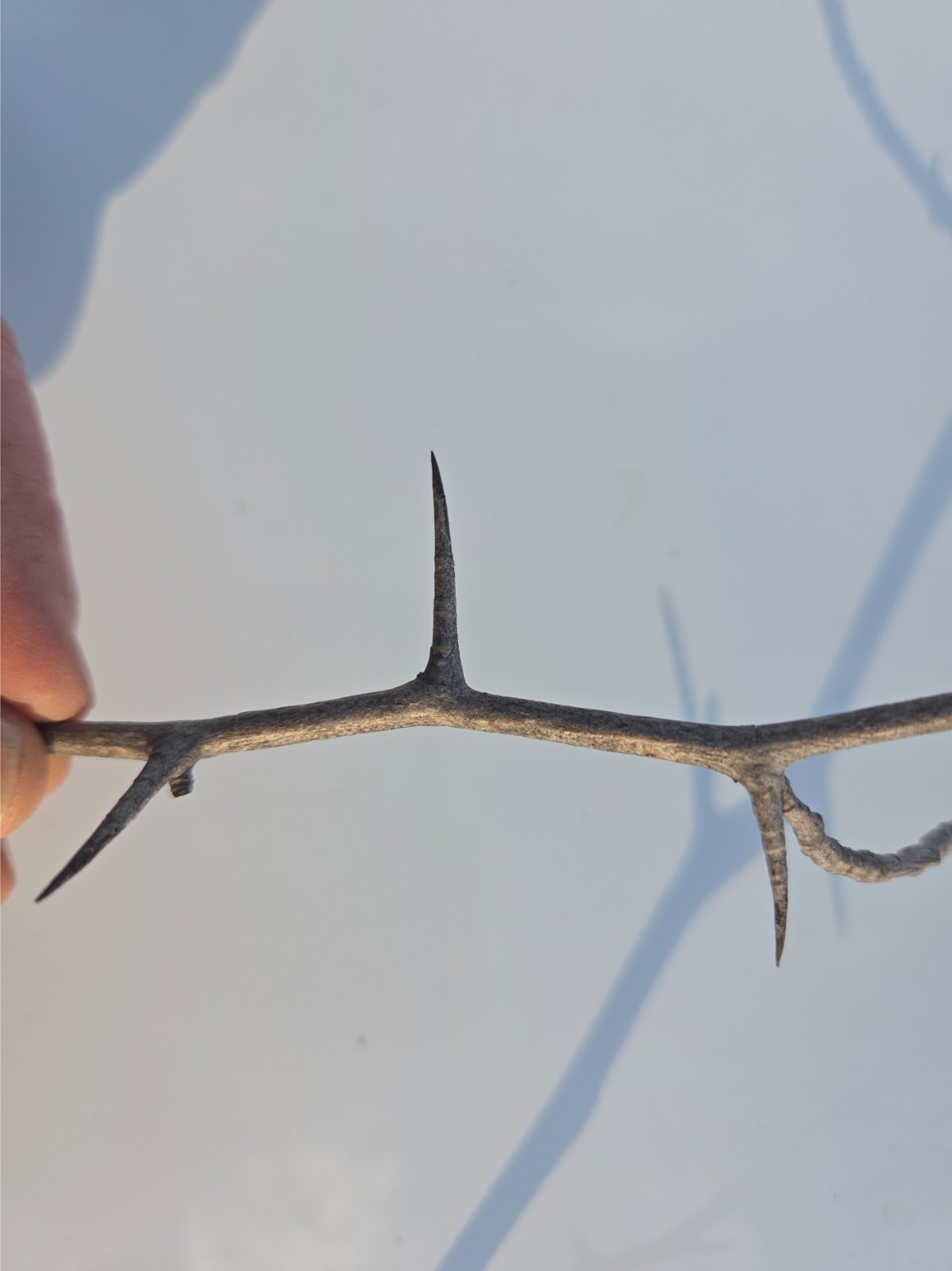 9 Wild Hawthorn Branches 12-15″ Natural Thorny Sticks Crafts Decor Wands