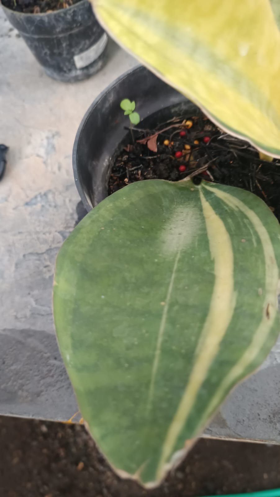 Sansevieria Giant Mason Yellow Variegated Real Picture Rare Unique Snake Plant