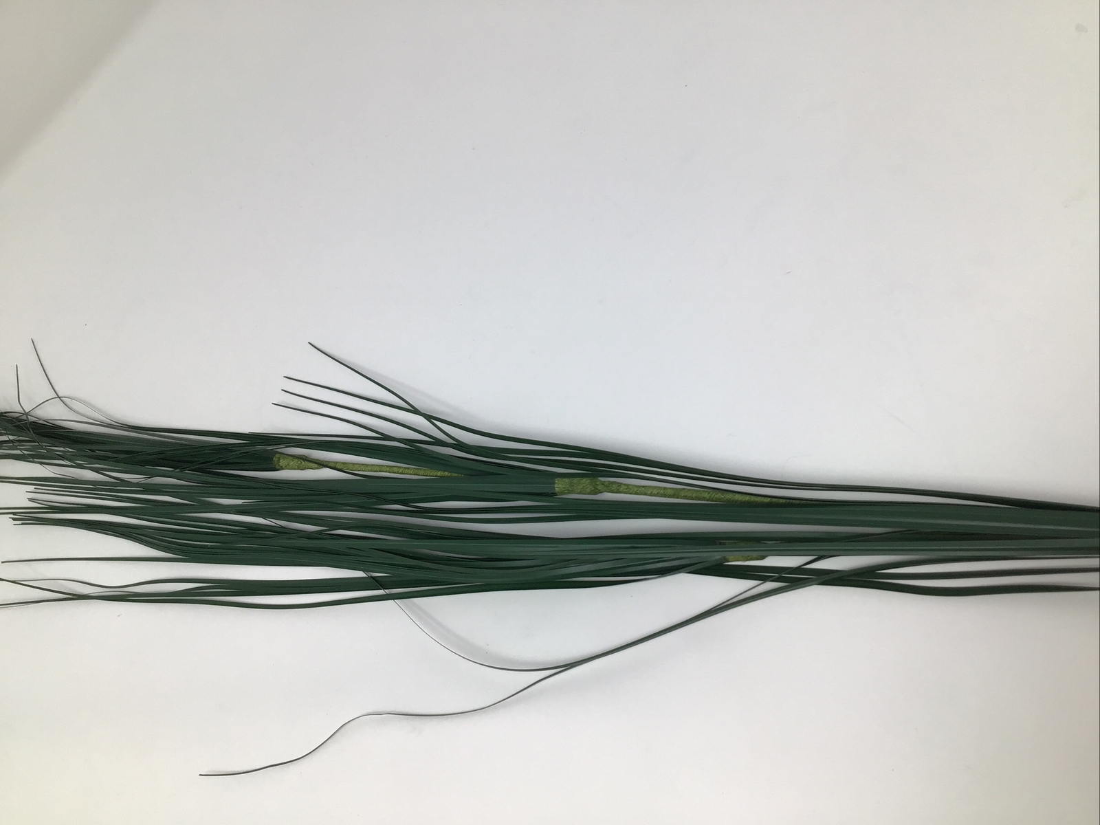 Onion Grass Floral Pick 34” Vase Basket Filler 2 Picks Vintage