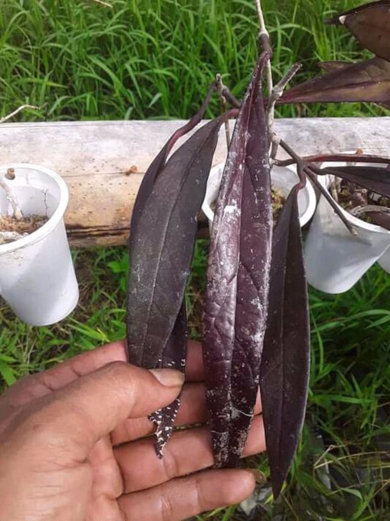 Real Picture Hoya Sulawesiana Red Rare Plant