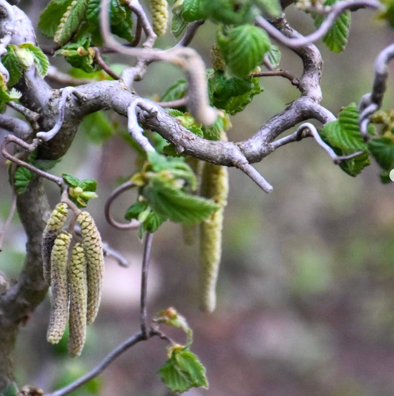 Corylus avellana 150-200cm | Hazel | European hazel – Hazel | European hazel