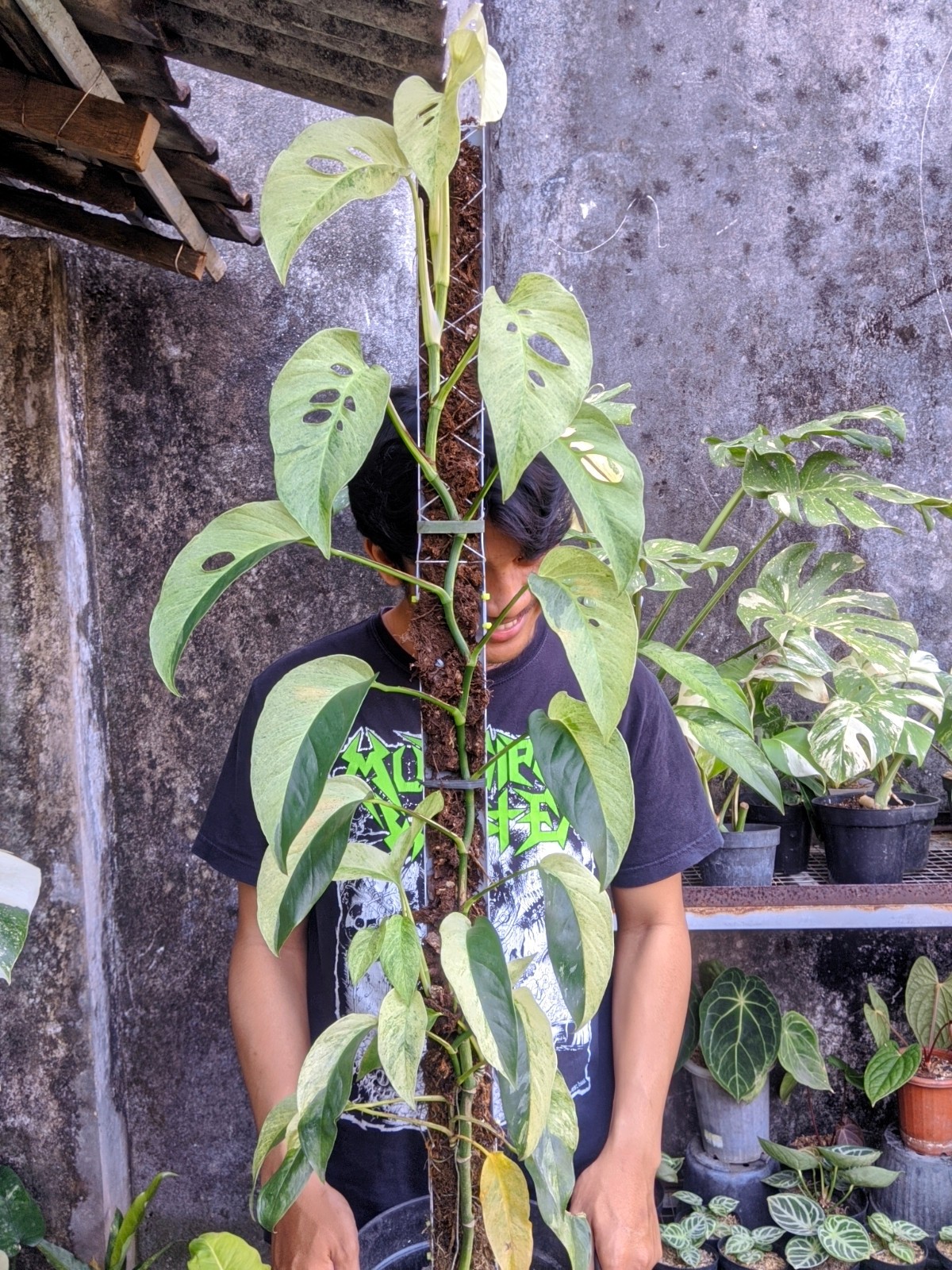 Monstera Laniata Mint Variegated Large Size Real Picture