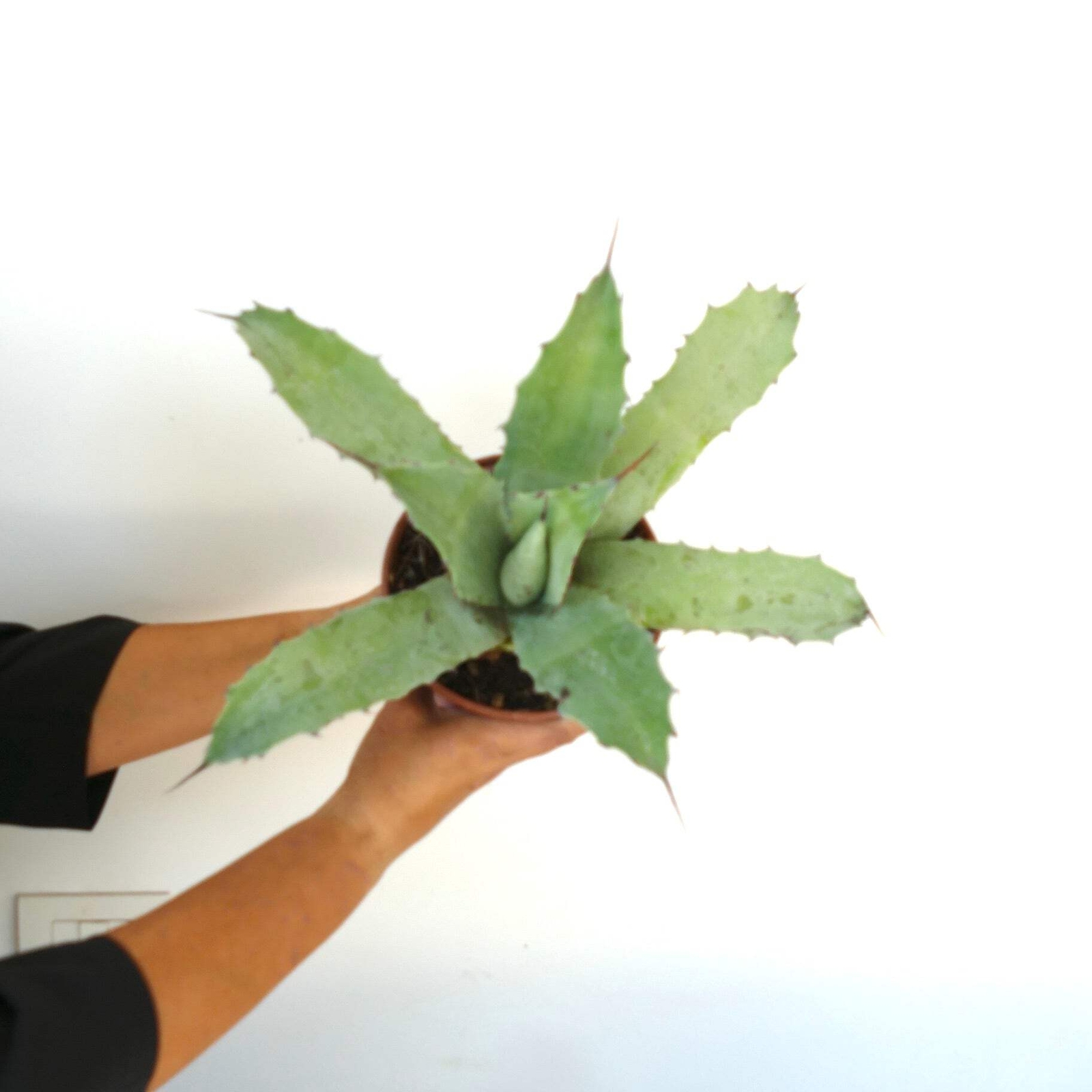 Agave macroacantha X Agave americana – VARIEGATED VARIEGATE VARIEGATA