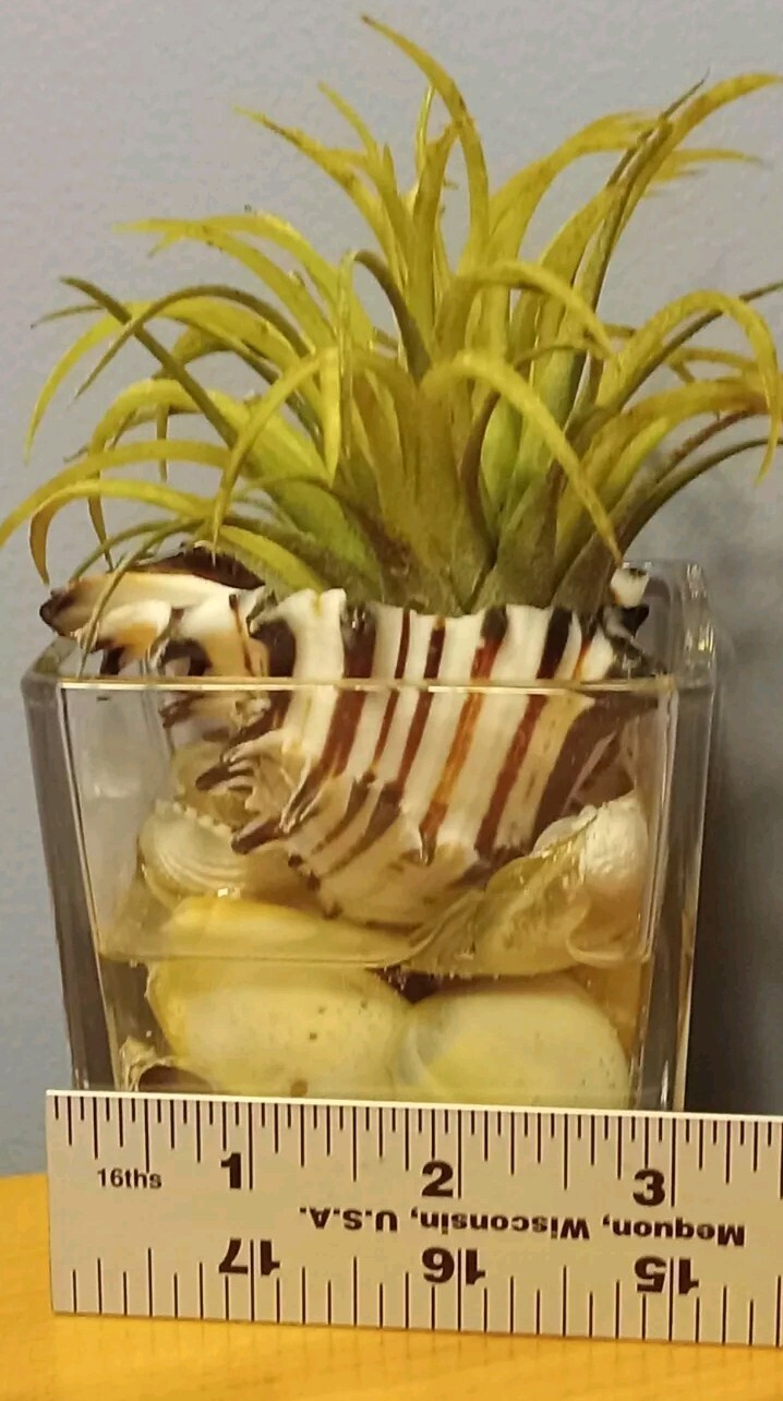 Air Plant Decorative Faux Tilandsia In Murex Shell Glass Container Arrangement