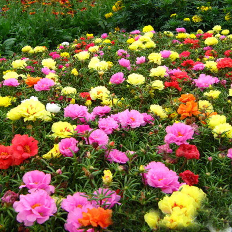 100 SEEDS Moss Rose Portulaca Double Flowered Mix