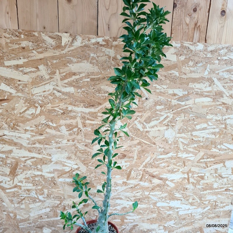 D5818 PACHYPODIUM SAUNDERSII pot22-H120-W40 cm MaMa Cactus