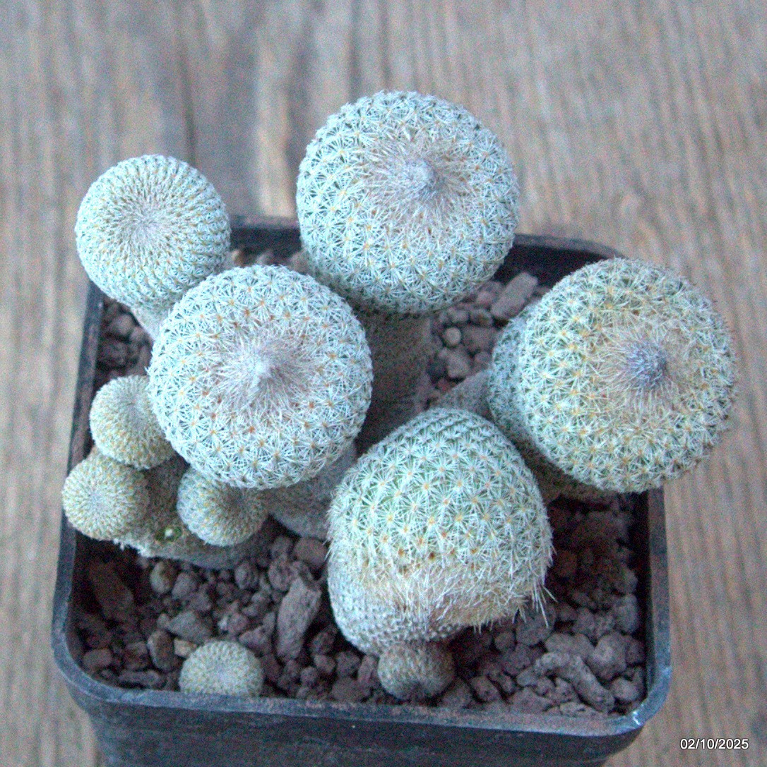 D6816 EPITHELANTHA MICROMERIS MONSTER pot7-H8-W9 cm MaMa Cactus