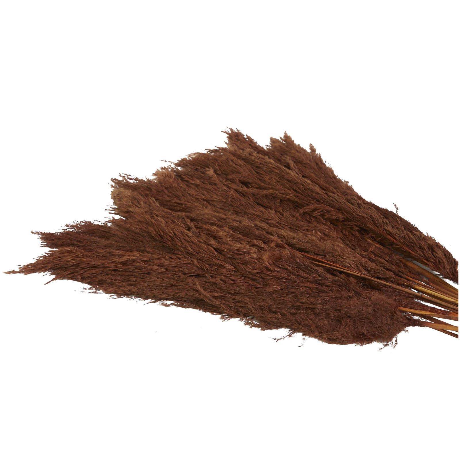 35″ Dried Plant Natural Foliage Pampas Bouquet with Long Stems,