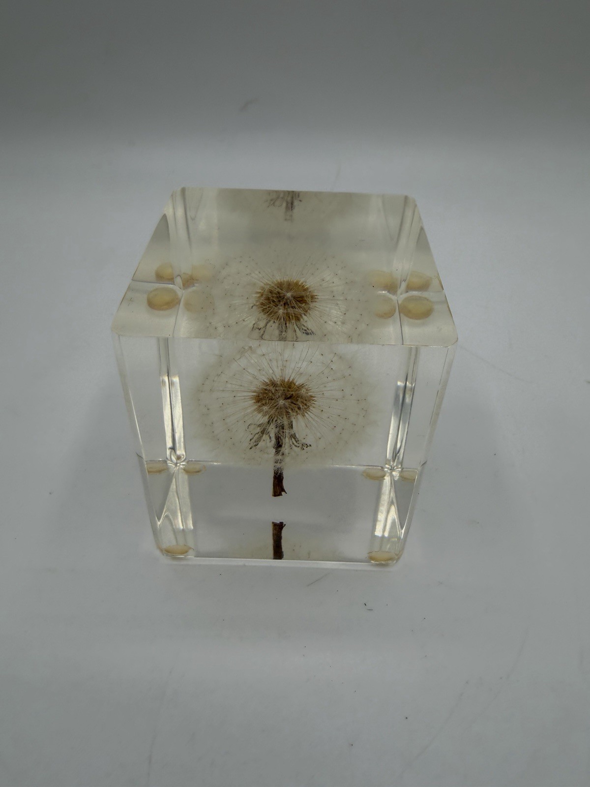 Dandelion Flower Specimen Paperweight 2.25” Resin Cube Acrylic Decor Desk Home