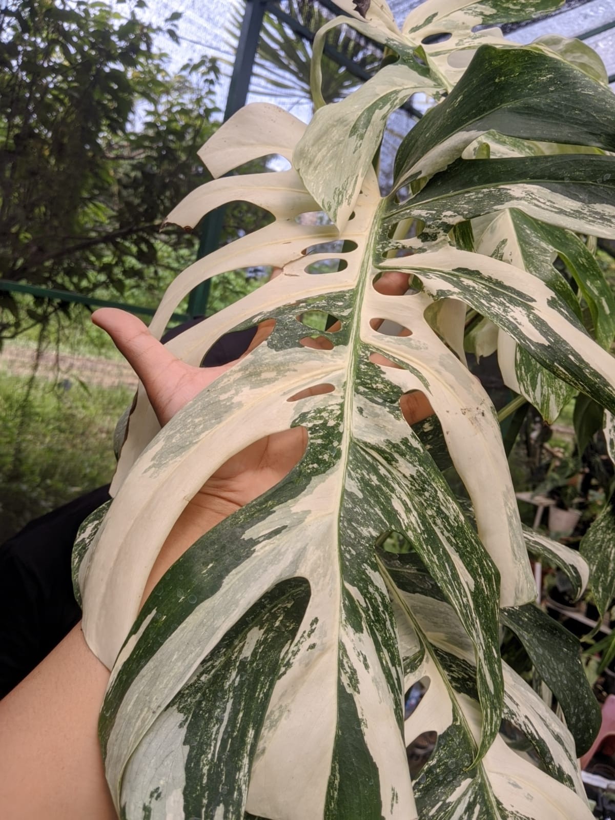 Monstera Albo White Tiger Variegated Lush Leaf Real Picture Very Big Size