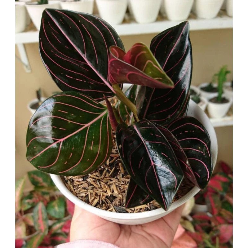 Real Picture Aglaonema Rotundum Aceh Beautiful Rare Plant