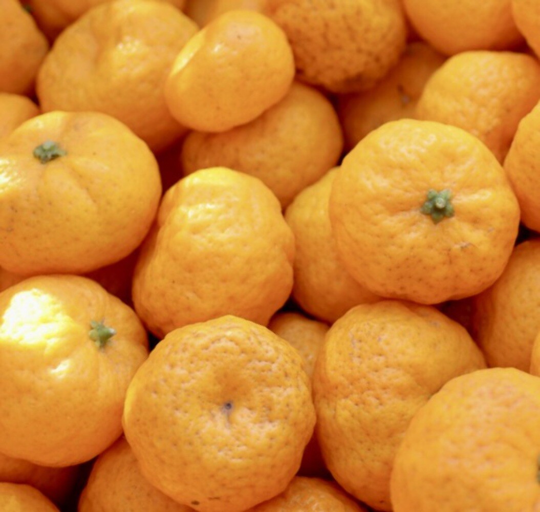 Citrus × tachibana – Tachibana orange | Tachibana citrus