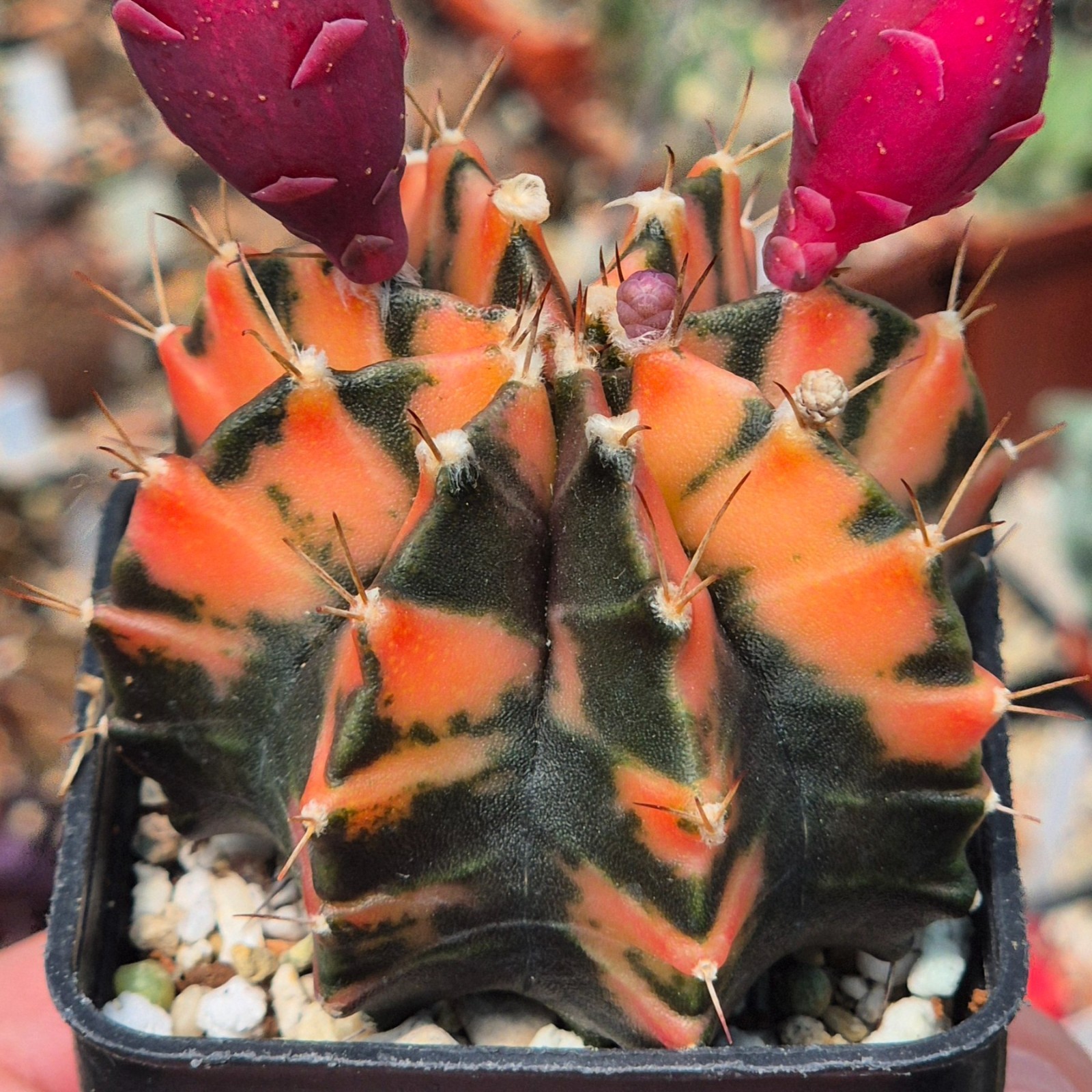 Gymnocalycium mihanovichii ‘Sumansiya’ 20seeds harvest 2025